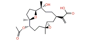 Dendronpholide F